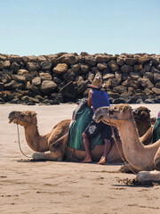 Fototapeta premium Camel caravan on the beach