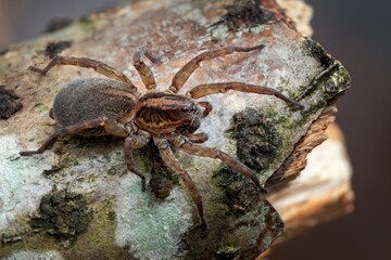 spider on a leaf