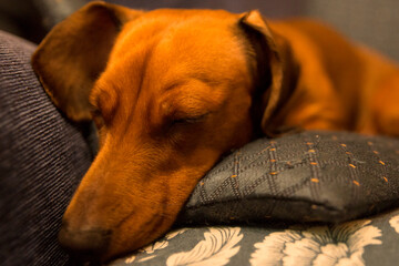 Close up of the muzzle of a two year old kaninchen dachshund dog. The coat is short and brown and sits on a blue armchair.
