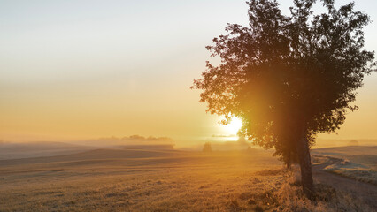 tree in the fog