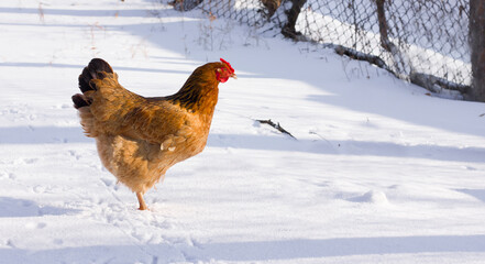 Chicken, hen in winter in the snow © Olha Kapusniak