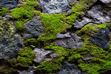 Moss on the walls of the house foundation