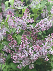 Lilac branches in bloom, in green of  leaves