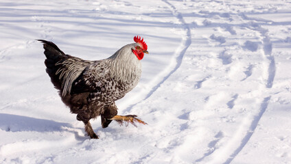 rooster, cock in the winter in the snow