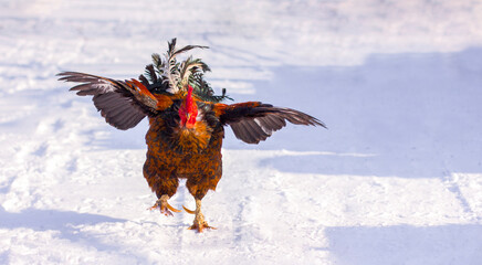 rooster, cock runs in the winter in the snow