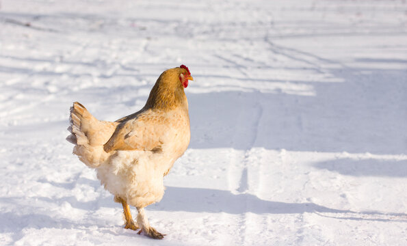 Chicken, hen in winter in the snow