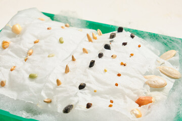 different seeds on wet wipes. laboratory work for school, study of plant growth at home