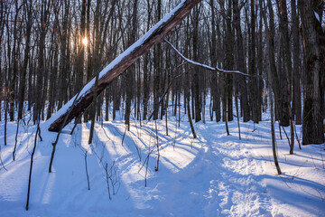 The late afternoon sun casts long shadows on a snow covered floor of Shindagin Hollow State Forest known for cross country skiing, hiking, snowshoeing and mountain biking.