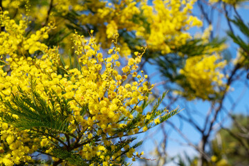 Mimosa fresh flowers