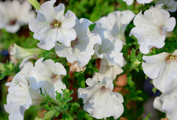 Background-petunia flowers, in summer.