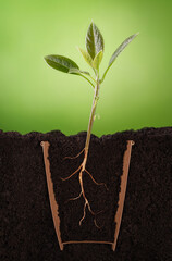 cut green avocado sprout in a cardboard paper cup with earth