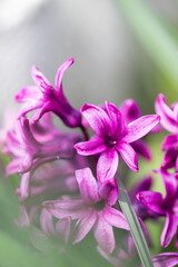close up of pink crocus flower 