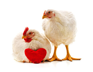 Chickens with toy heart.