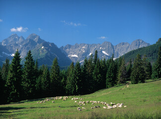 Rusinowa Polana and the Tatra (Tatry) Mountains, Poland © Maciej