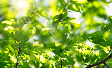 Fototapeta na wymiar Young spring leaves on branch lit by sunrays, green leaves background