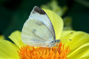 butterfly on a flower