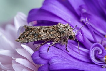 moth on a flower