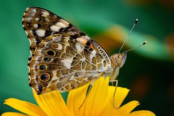 butterfly on flower