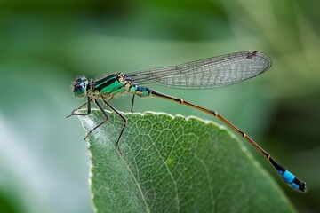 dragonfly on a green leaf