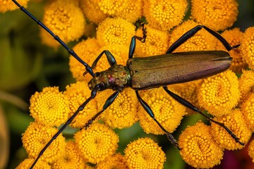 bug on a flower