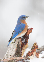 bluebird in snow
