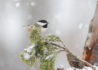 chickadee in snow