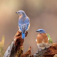 bluebirds