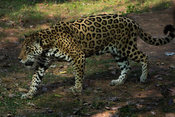 leopard walking in the jungle - obrazy, fototapety, plakaty