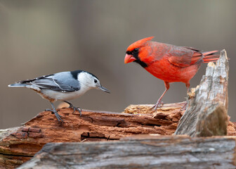 cardinal