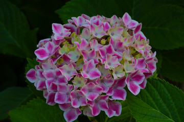 Blooming hydrangeas in the garden in spring. The background of nature.