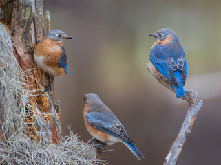 3 bluebirds