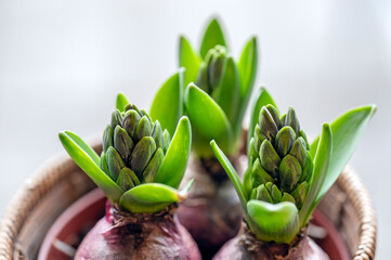 Blue hyacinth buds emerge from new green leaves and red bulbs, announcing the beginning of spring...
