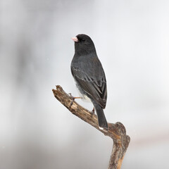 junco