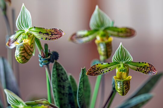 Paphiopedilum venustum, a species slipper orchid in flower