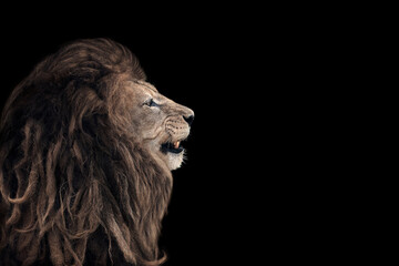 Portrait of a beautiful lion and copy space. Lion in dark