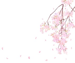ピンク色の桜の花と花びら舞い散る春の白バックフレームベクター素材イラスト