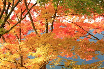 秋の色