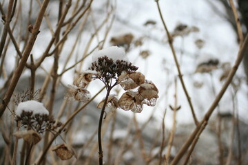 雪の積もった枯れた紫陽花