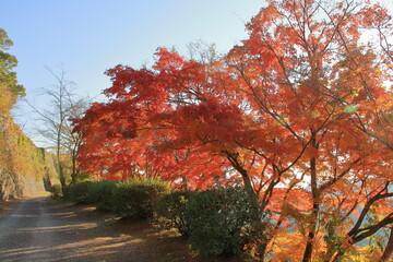 道沿いの紅葉