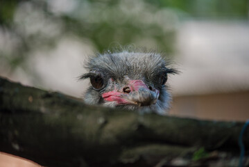 The African ostrich (lat. Struthio camelus) is a keelless flightless bird of the ostrich family (Struthionidae). Its scientific name means 