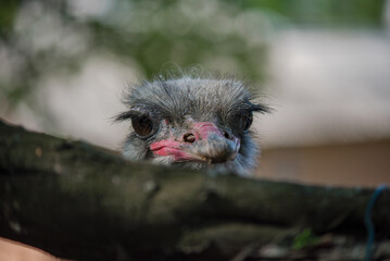 The African ostrich (lat. Struthio camelus) is a keelless flightless bird of the ostrich family (Struthionidae). Its scientific name means 