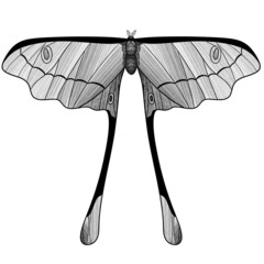 Graphic butterfly. Insects. Elements for design, illustrations, decoration. Black and white. Raster illustration.