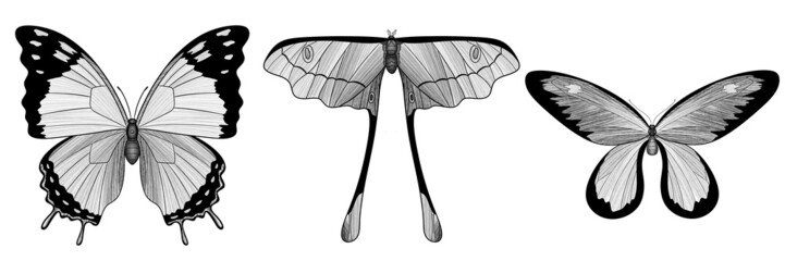 Set of graphic butterflies. Insects. Elements for design, illustrations, decoration. Black and white. Raster illustration.