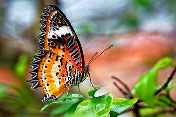 Orange winged butterfly with white and black pattern.