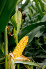 Closeup of corn on the stalk in the corn field