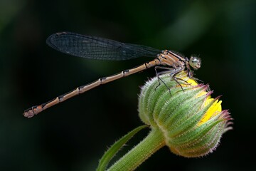 close up of dragonfly
