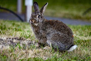 rabbit in a field