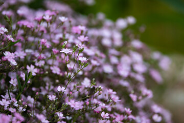 close up of lavender flowers