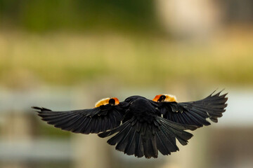 red winged blackbird