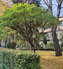 tree in the park